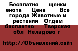 Бесплатно !!! щенки енота!! › Цена ­ 1 - Все города Животные и растения » Отдам бесплатно   . Тверская обл.,Нелидово г.